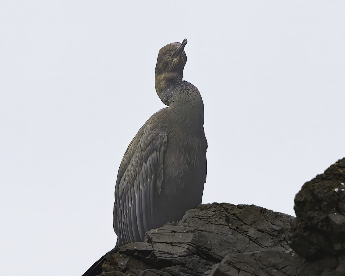 Pelagic Cormorant - ML642039291