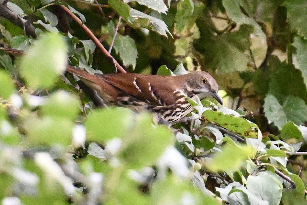 Brown Thrasher - ML642039292
