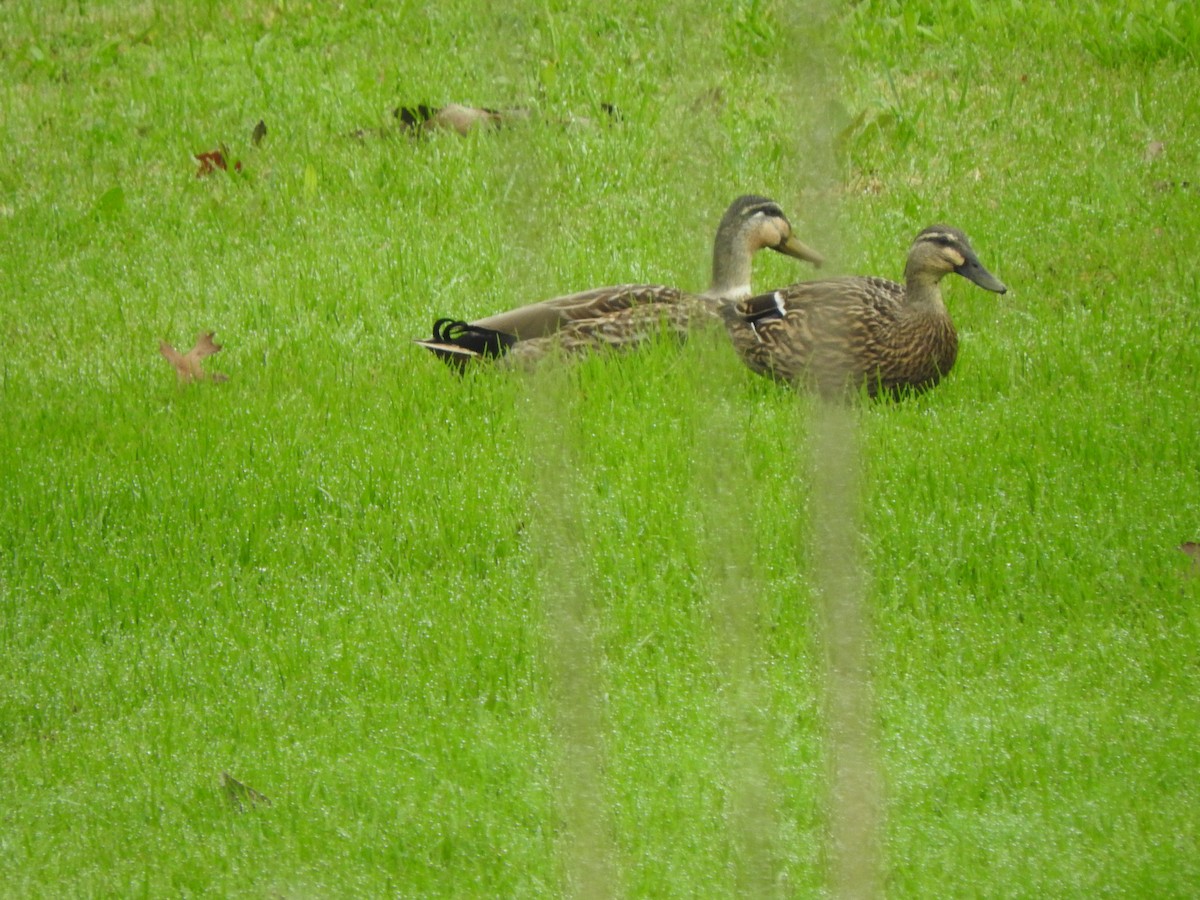 Mallard x Pacific Black Duck (hybrid) - ML642039293