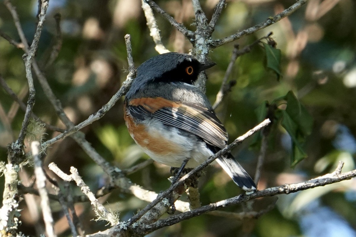 Cape Batis (Gray-mantled) - ML642039297