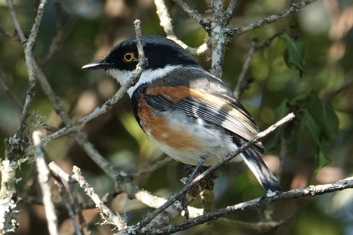 Cape Batis (Gray-mantled) - ML642039298