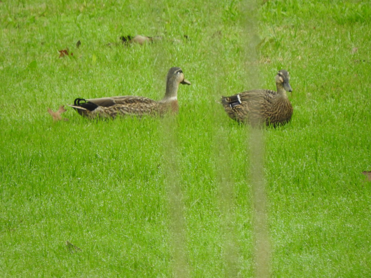 Mallard x Pacific Black Duck (hybrid) - ML642039302