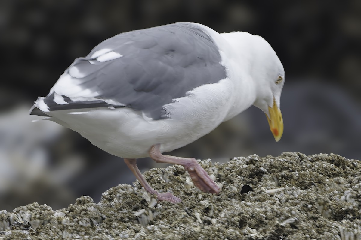 Western Gull - ML642039303