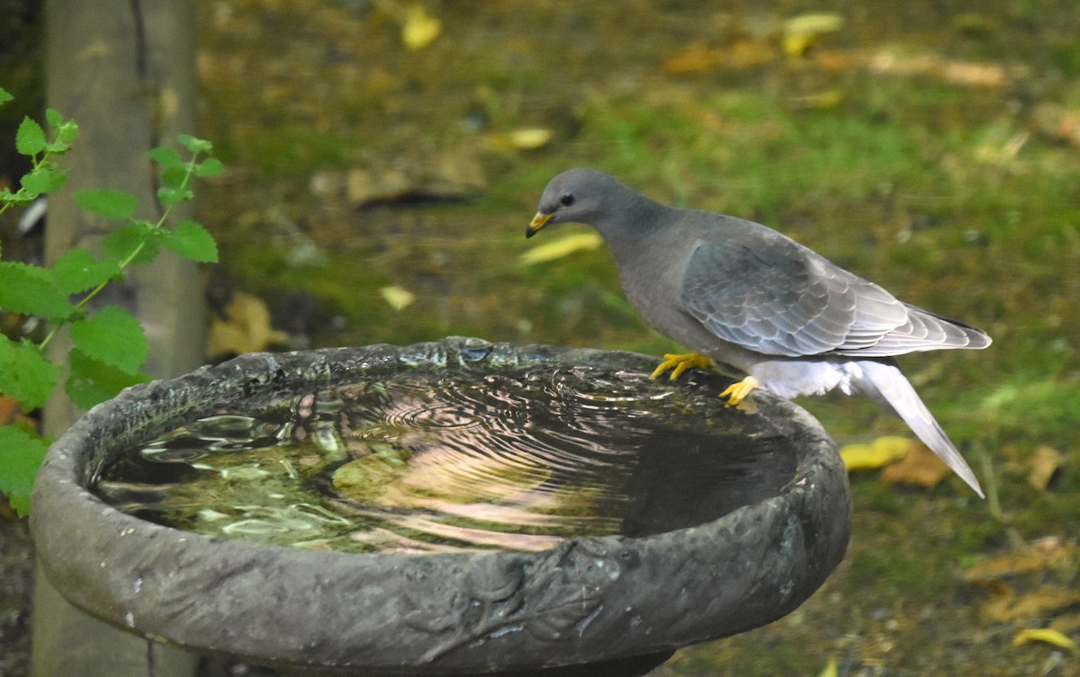 Band-tailed Pigeon - ML642039307