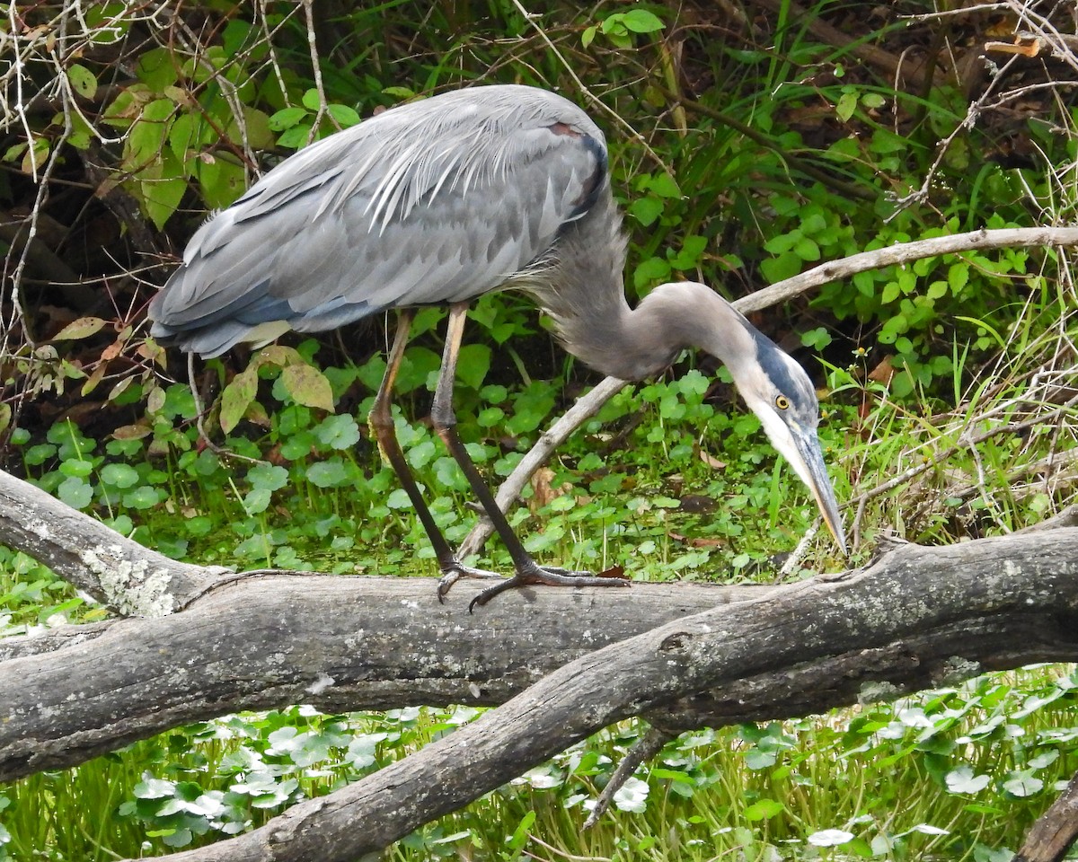 Great Blue Heron - ML642039309