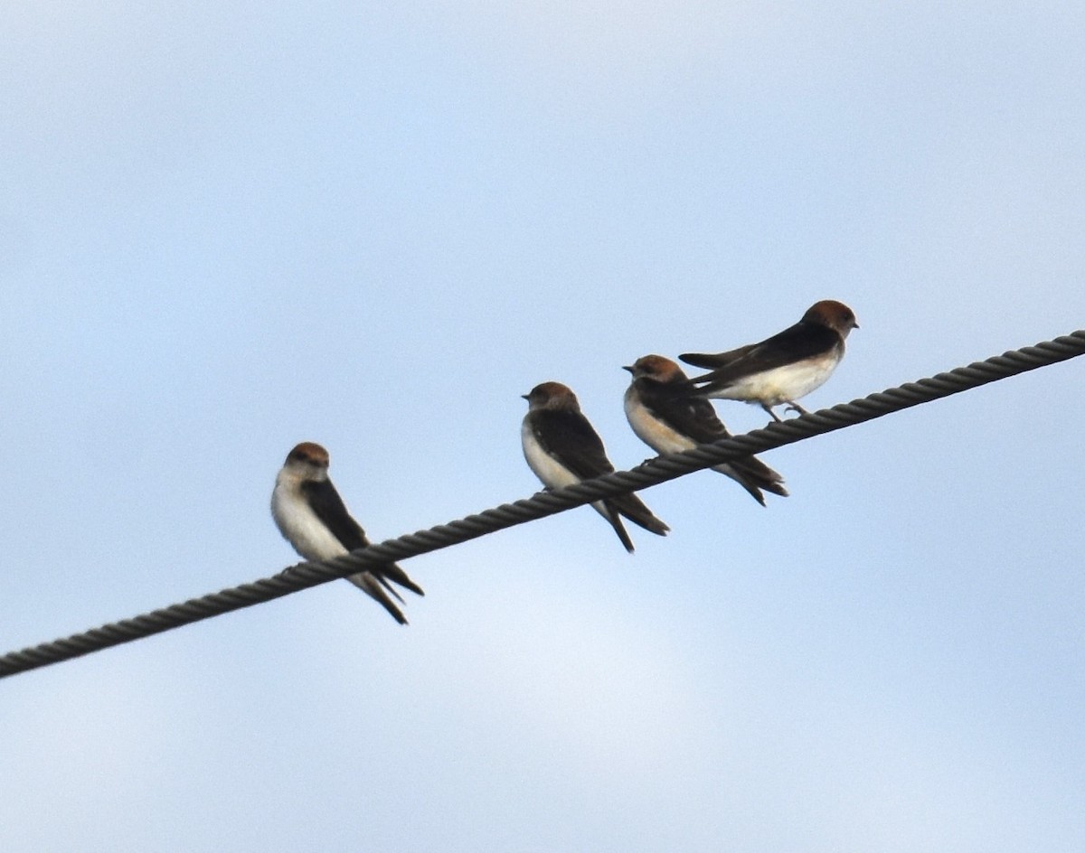 Tree Martin - ML642039316