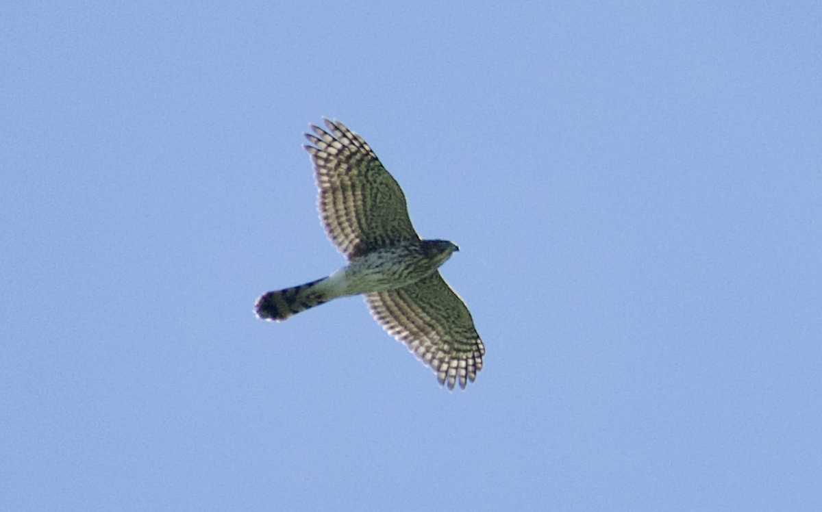 Cooper's Hawk - ML642039317
