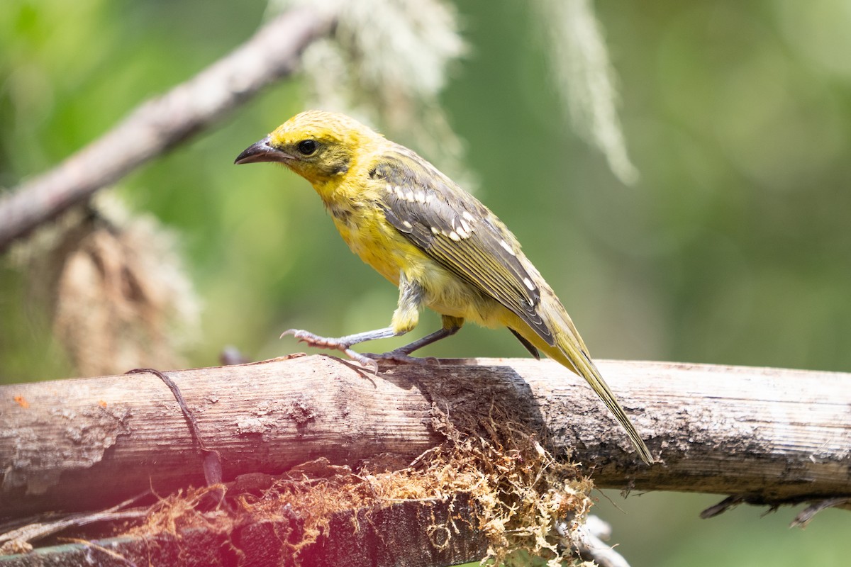 Flame-colored Tanager - ML642039319