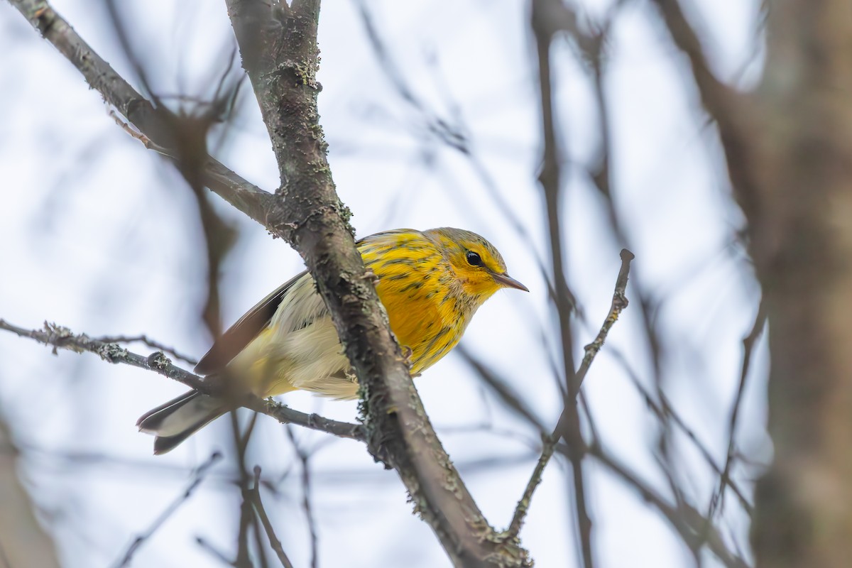Cape May Warbler - ML642039320