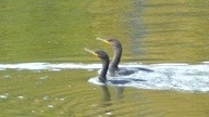 Double-crested Cormorant - ML642039321