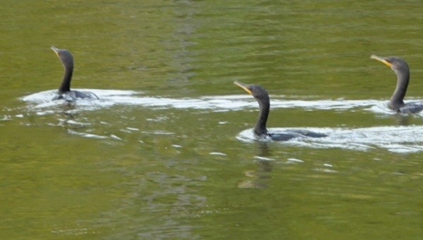 Double-crested Cormorant - ML642039322