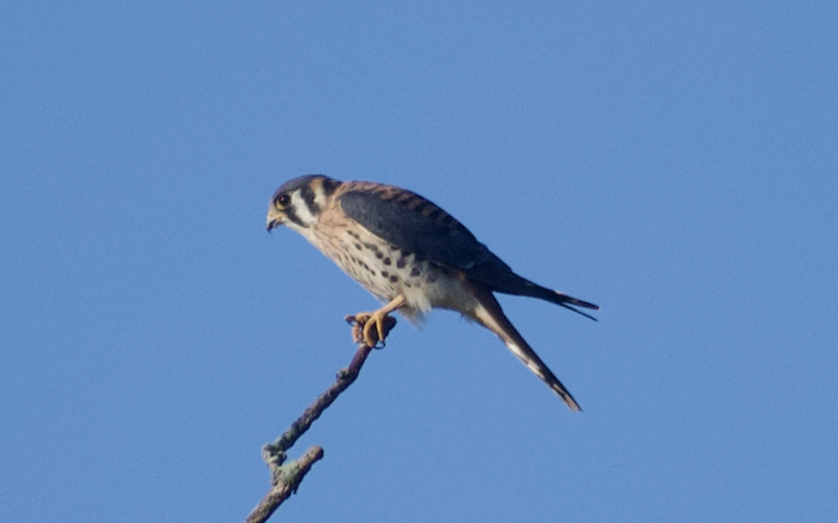 American Kestrel - ML642039323
