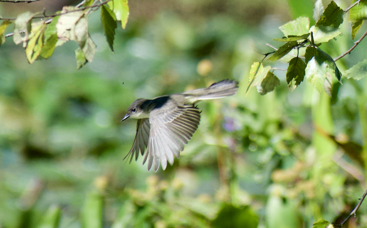 Eastern Phoebe - ML642039328