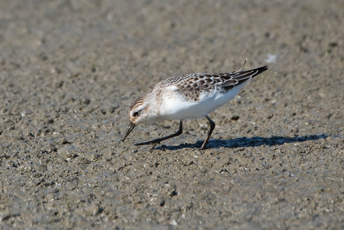 Semipalmated Sandpiper - ML642039330