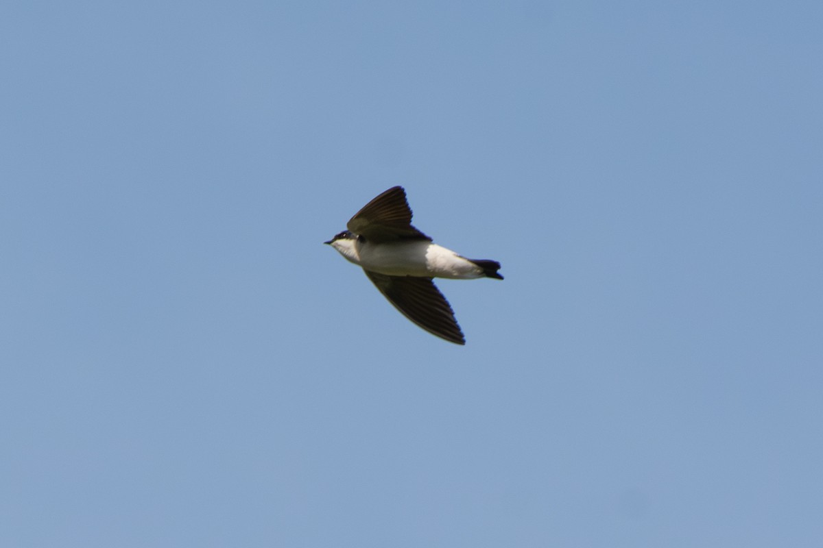 Hirondelle à diadème - ML642039331
