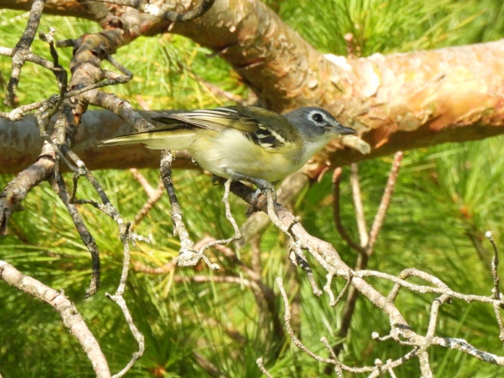 Graukopfvireo - ML642039332