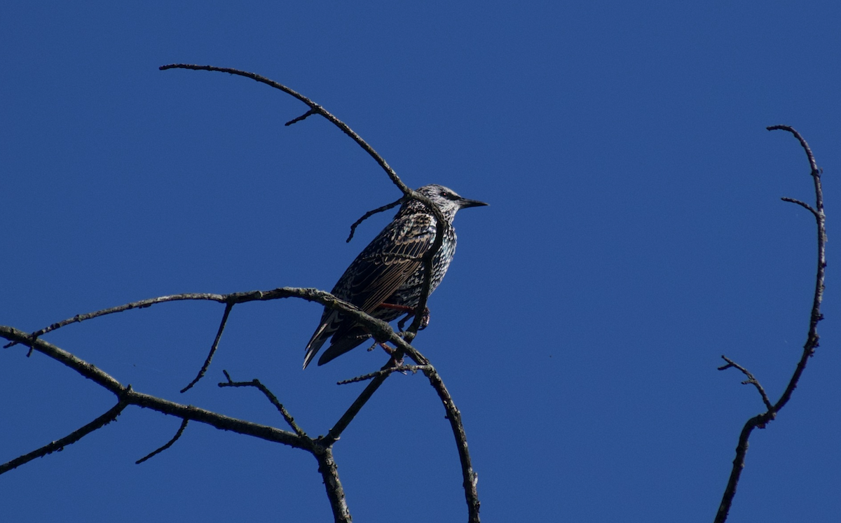 European Starling - ML642039334