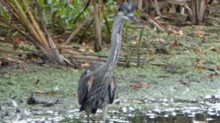 Great Blue Heron - ML642039336