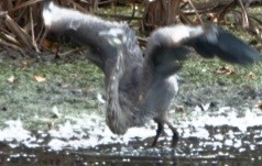 Great Blue Heron - ML642039337