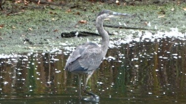 Great Blue Heron - ML642039338