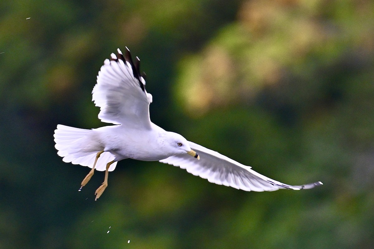 Ring-billed Gull - ML642039363