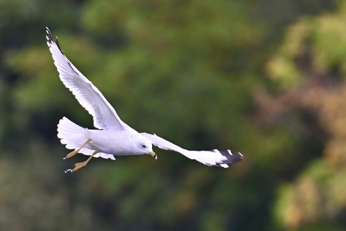 Ring-billed Gull - ML642039364