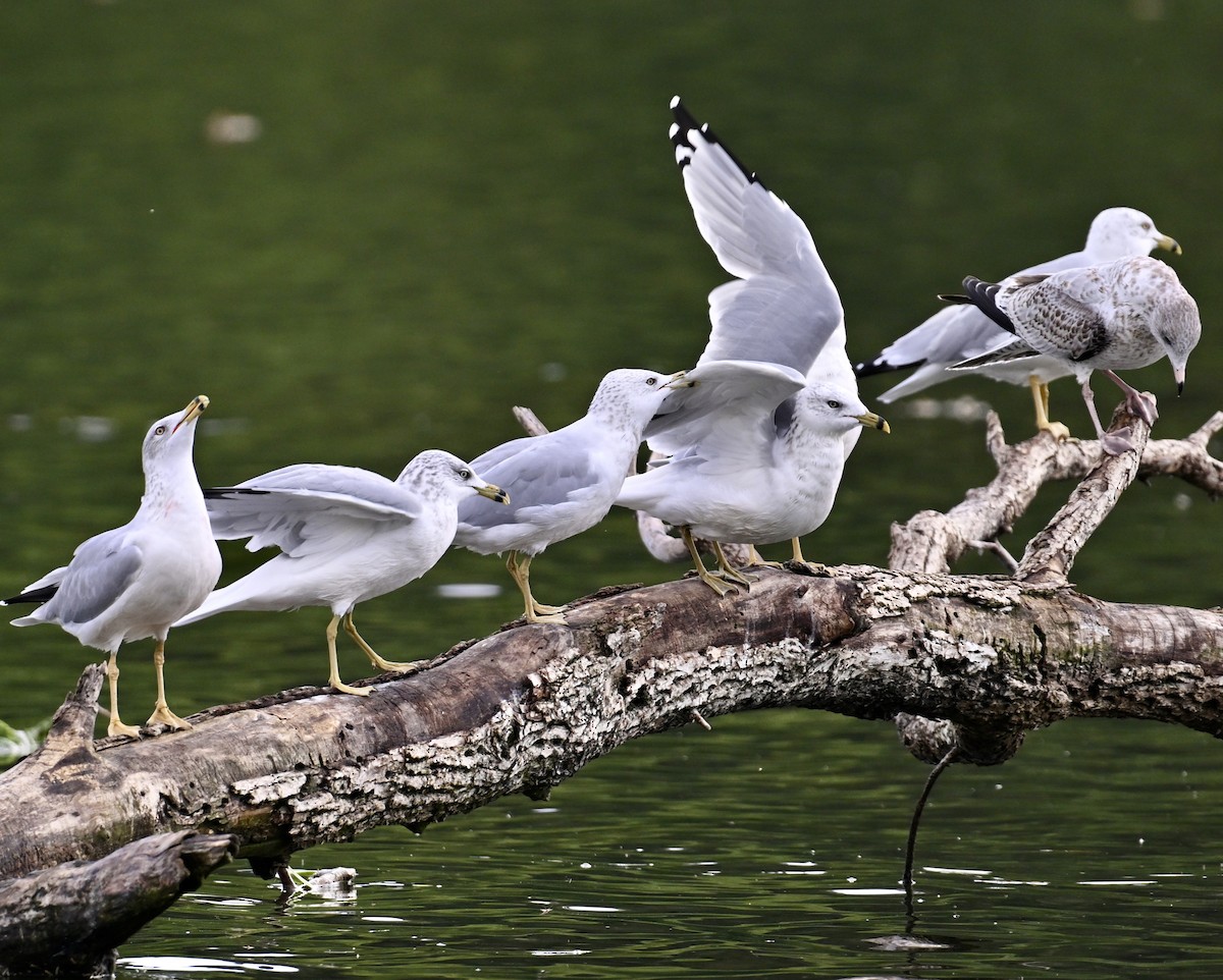 Ring-billed Gull - ML642039365