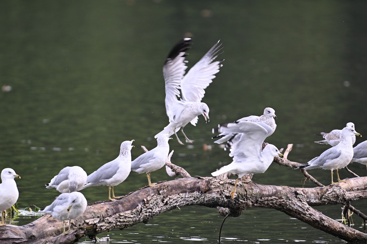 Ring-billed Gull - ML642039366