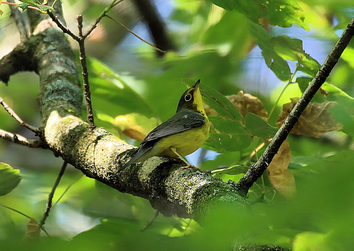 Canada Warbler - ML642039370