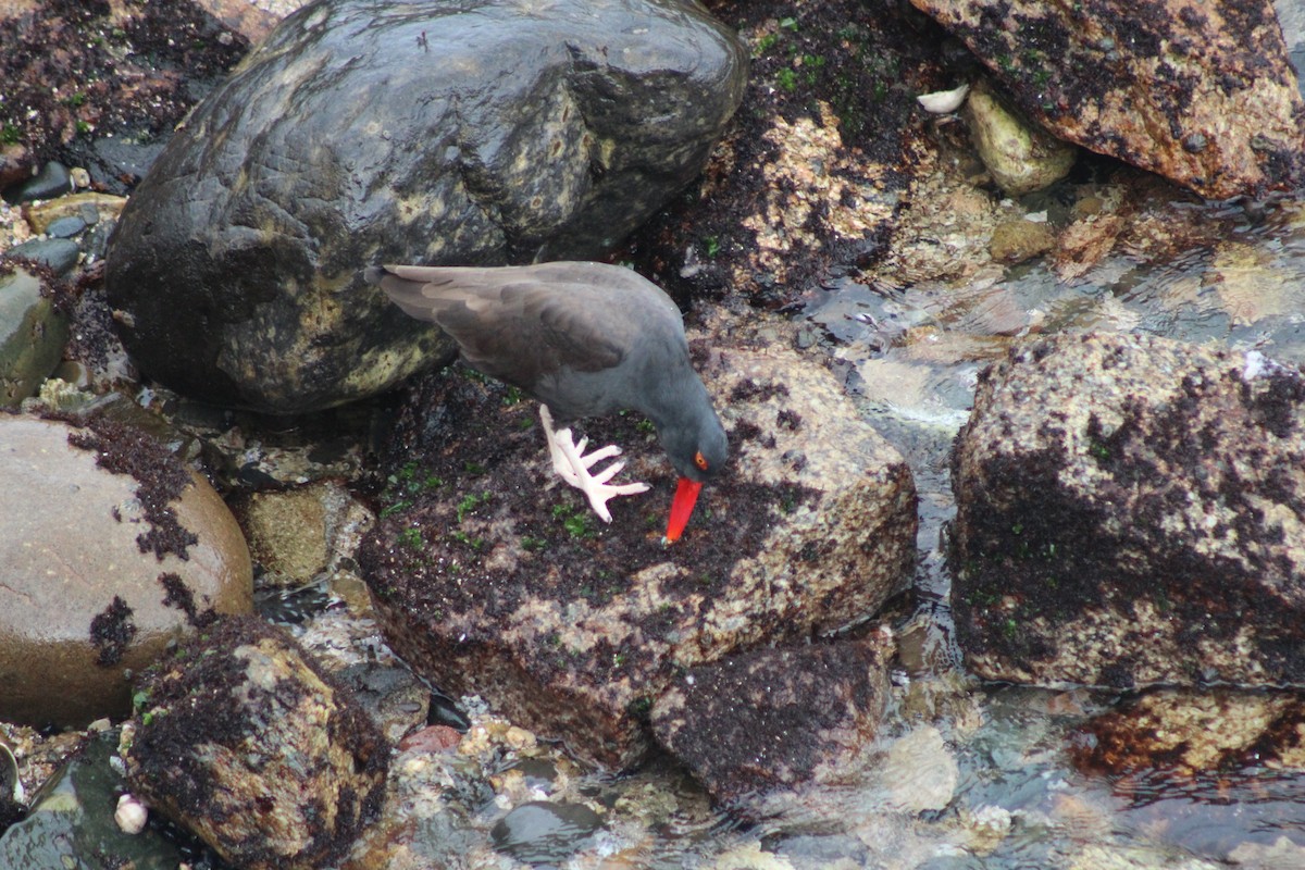 Blackish Oystercatcher - ML642039379