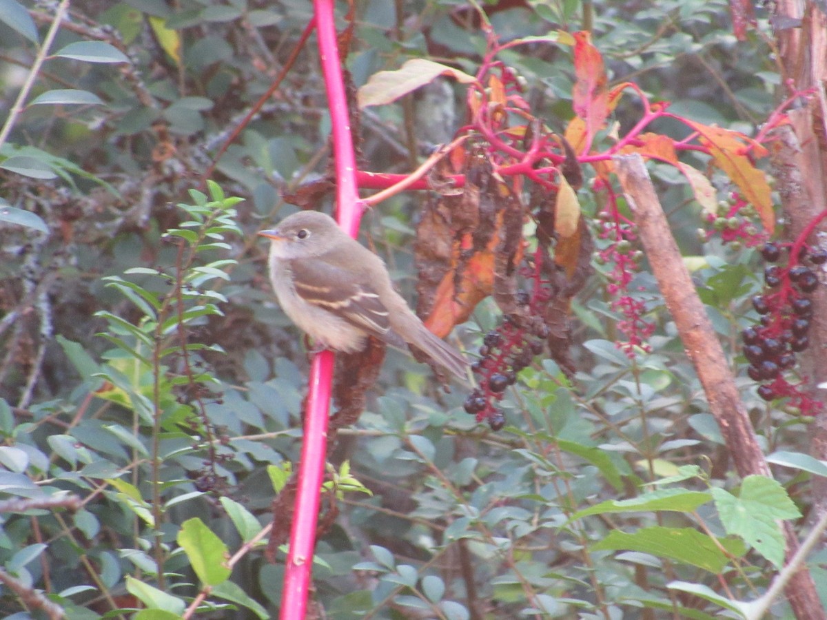 Least Flycatcher - ML642039383