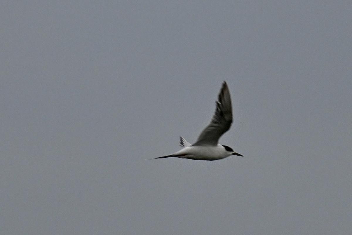 Forster's Tern - ML642039391