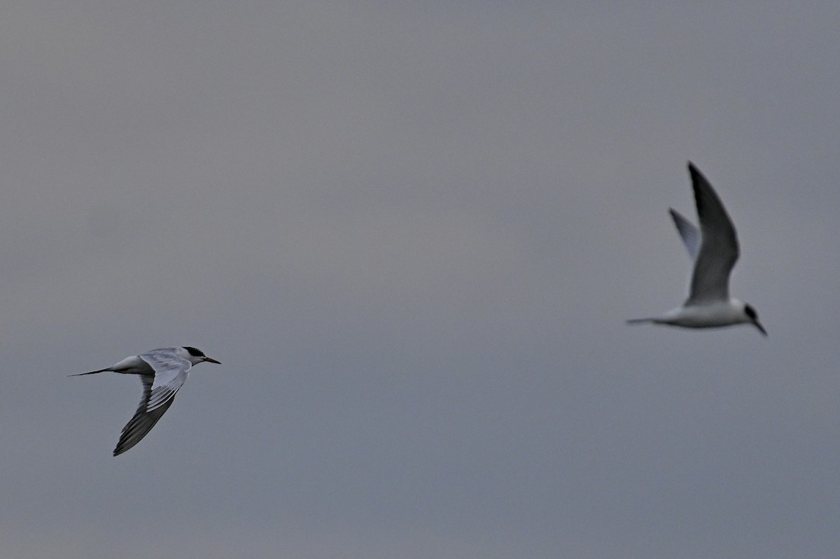 Forster's Tern - ML642039392