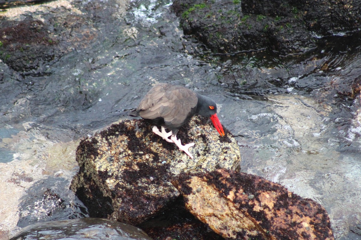Blackish Oystercatcher - ML642039393