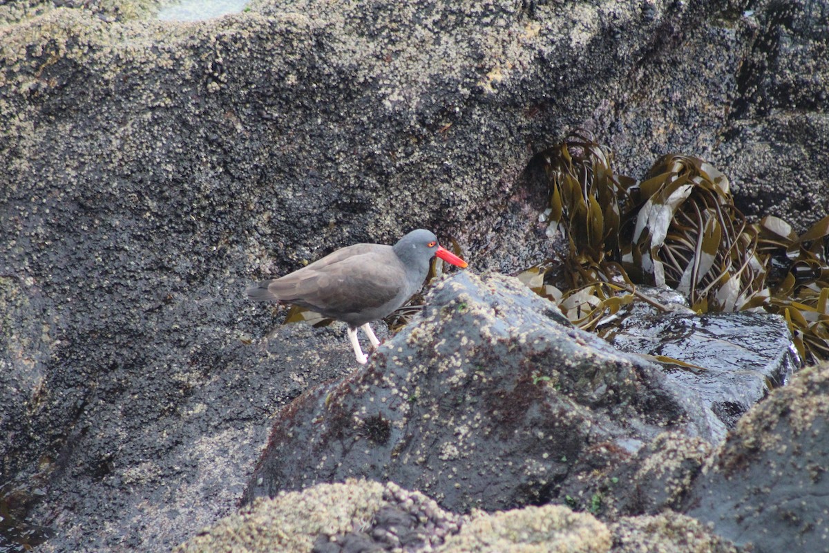 Blackish Oystercatcher - ML642039396