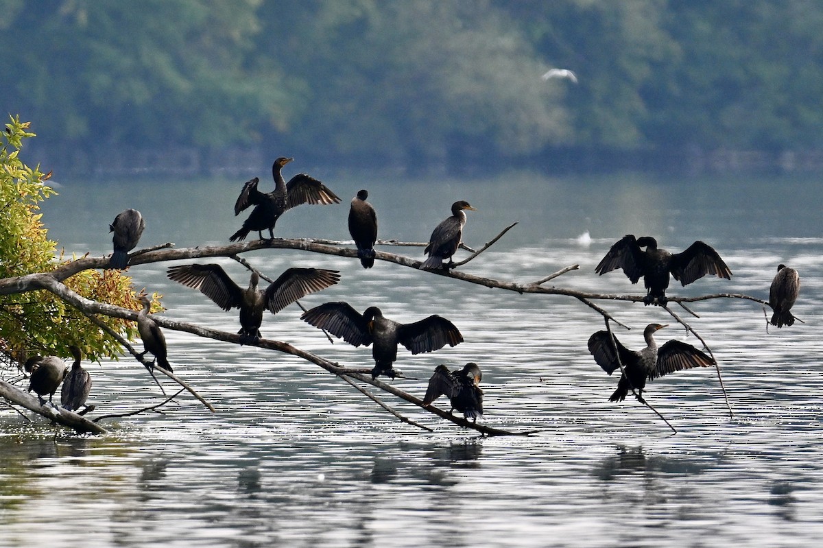 Double-crested Cormorant - ML642039419