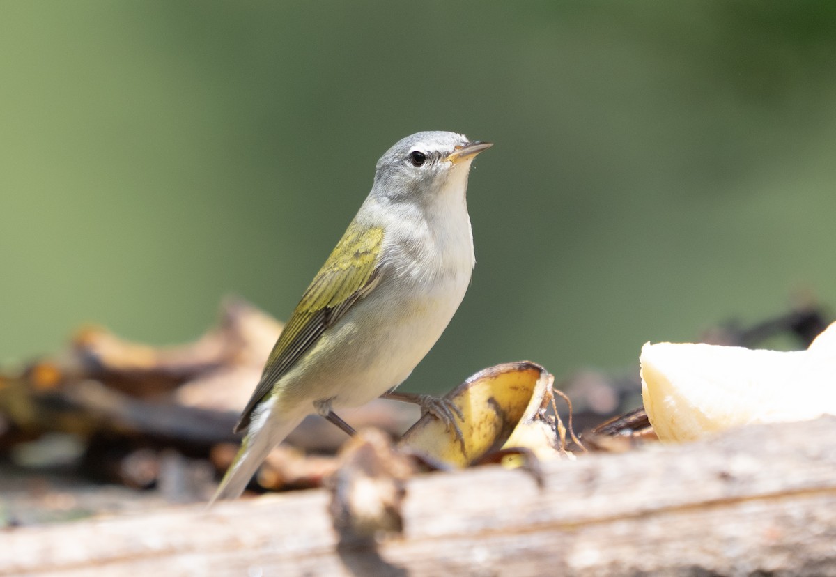 Tennessee Warbler - ML642039420