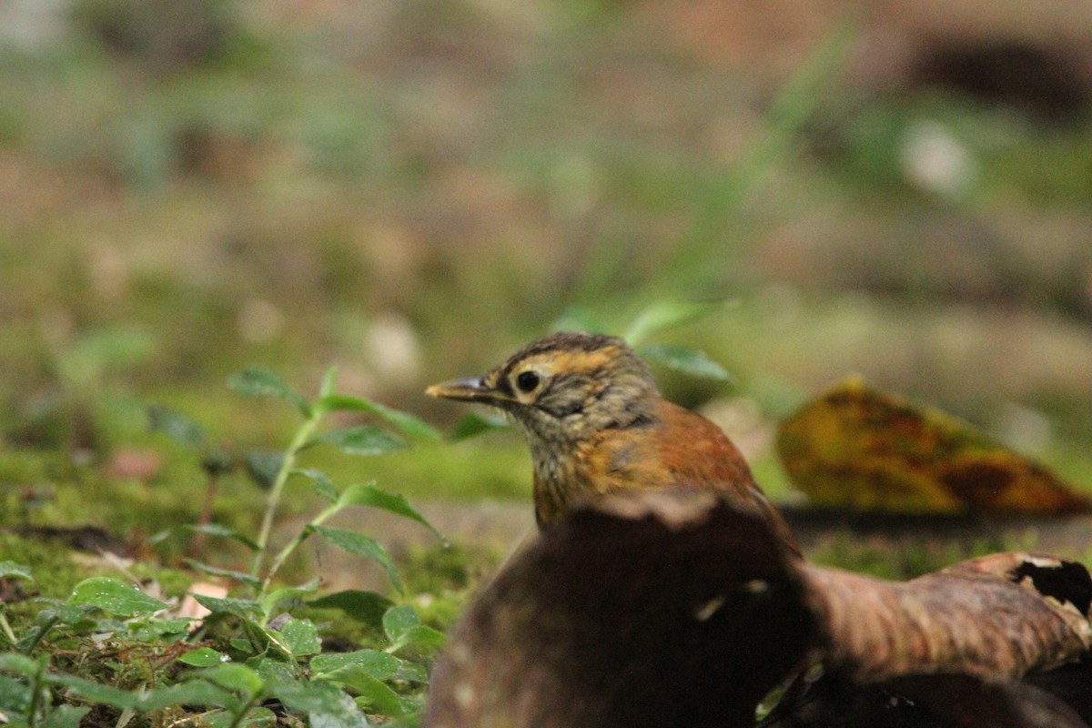 Scaly-throated Foliage-gleaner - ML642039428
