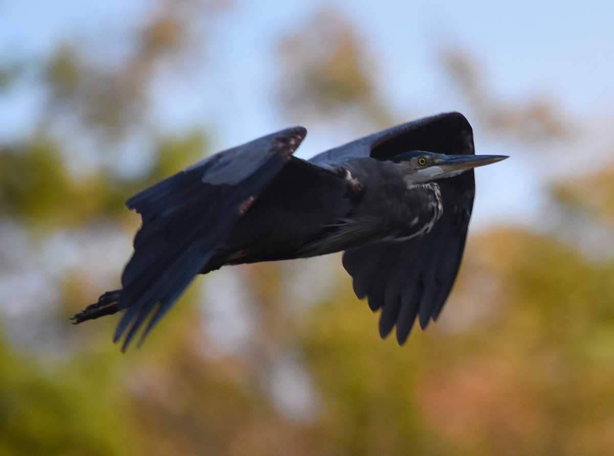 Great Blue Heron - ML642039429