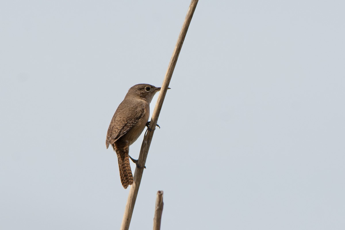 Southern House Wren - ML642039430