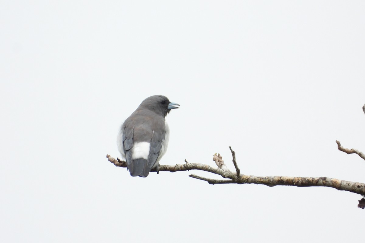 White-breasted Woodswallow - ML642039432