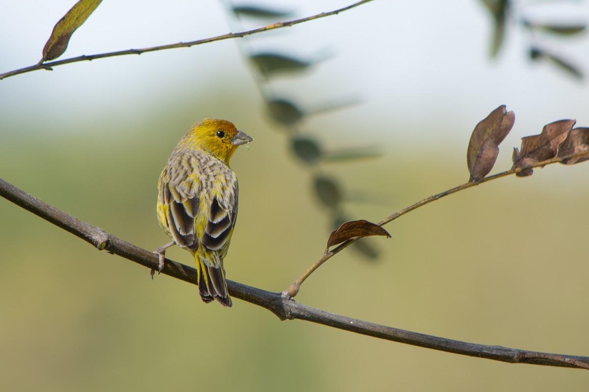 Saffron Finch - ML642039433