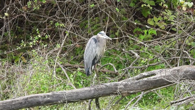 Great Blue Heron - ML642039435