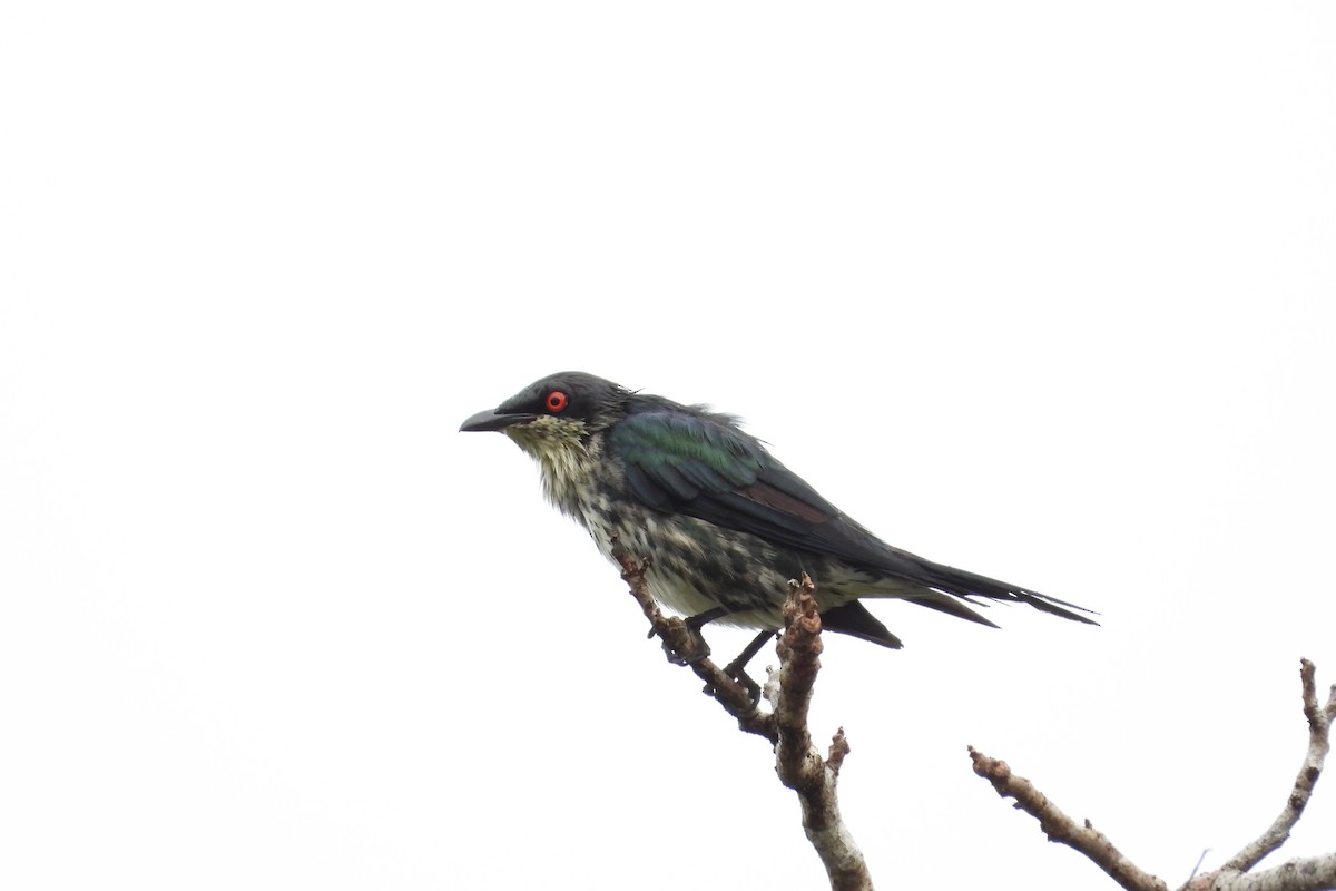 Metallic Starling - ML642039446