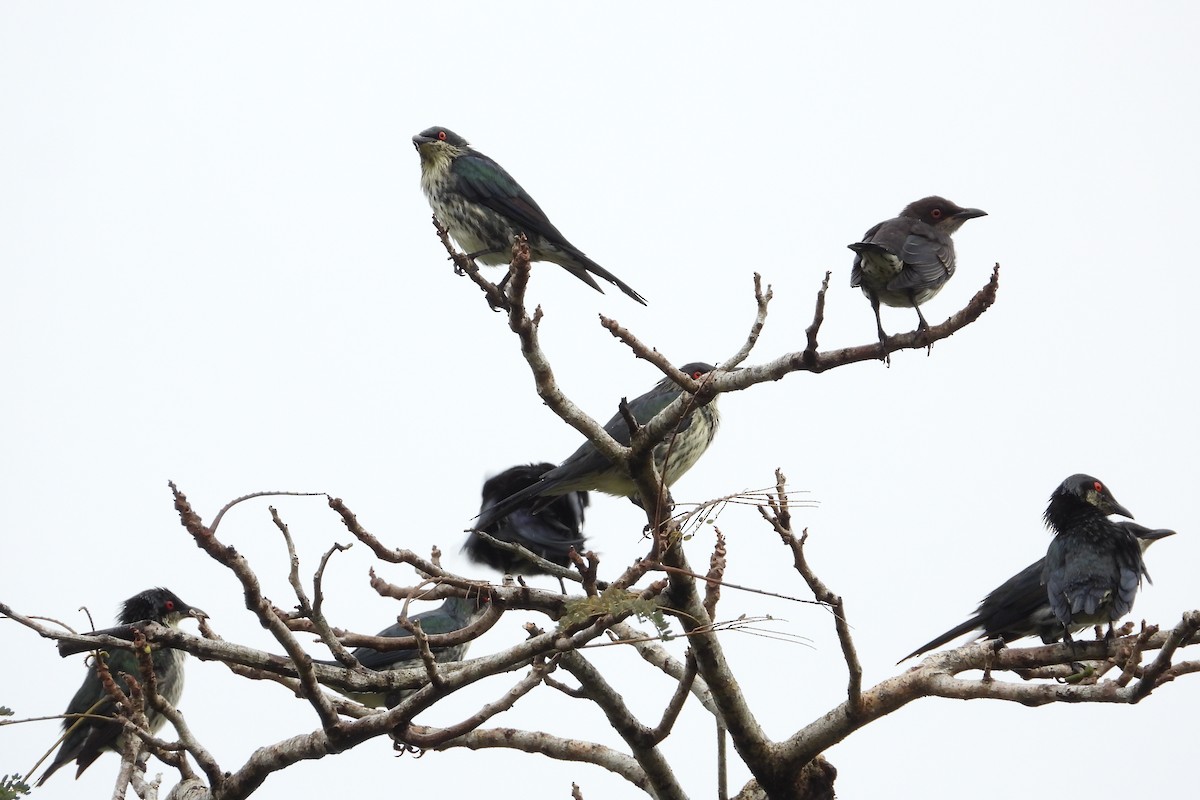 Metallic Starling - ML642039447