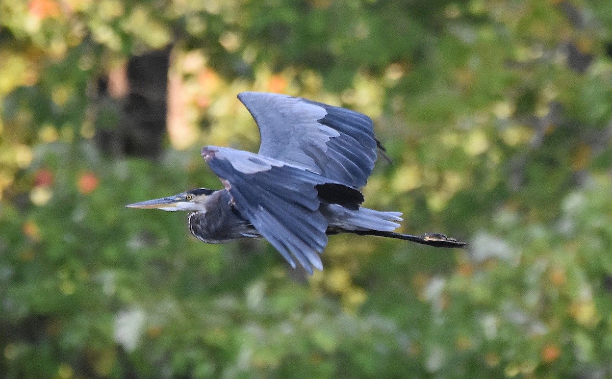 Great Blue Heron - ML642039454