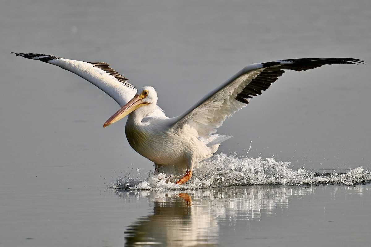 American White Pelican - ML642039459