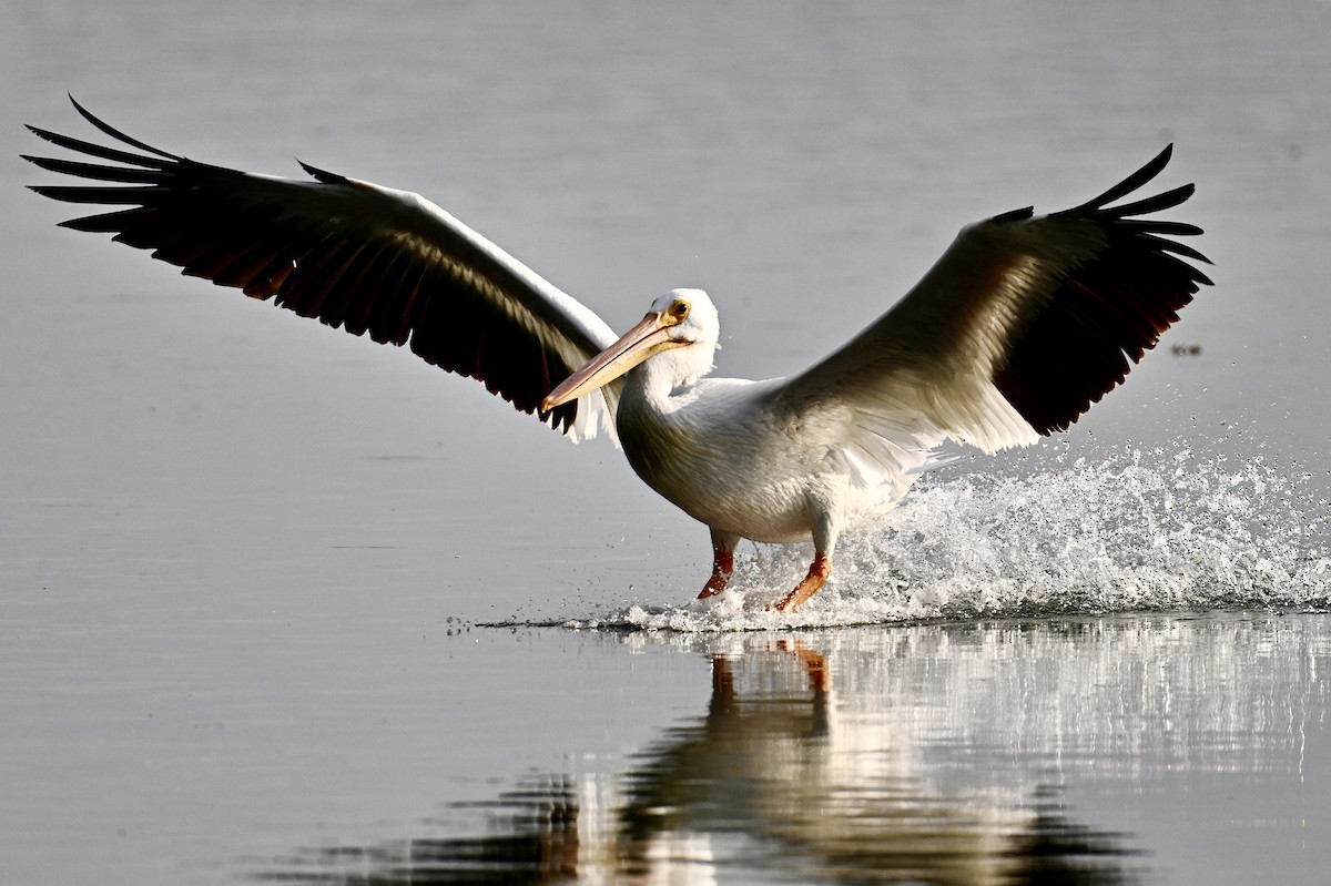 American White Pelican - ML642039460