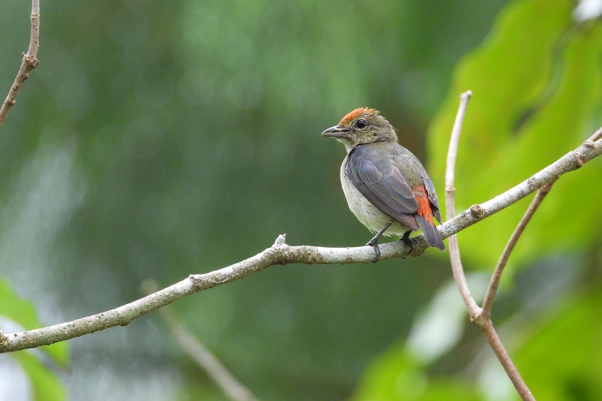 Red-capped Flowerpecker - ML642039467