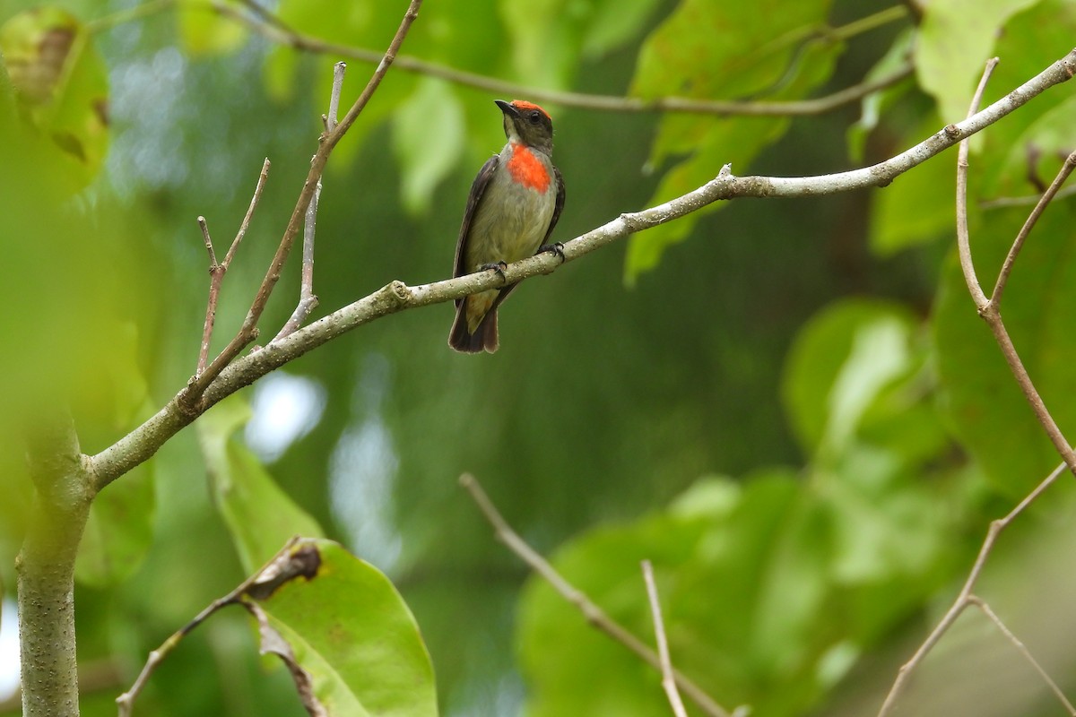 Red-capped Flowerpecker - ML642039468